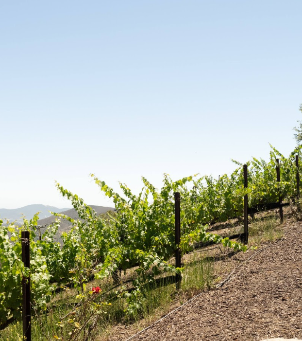 Vineyard Rows